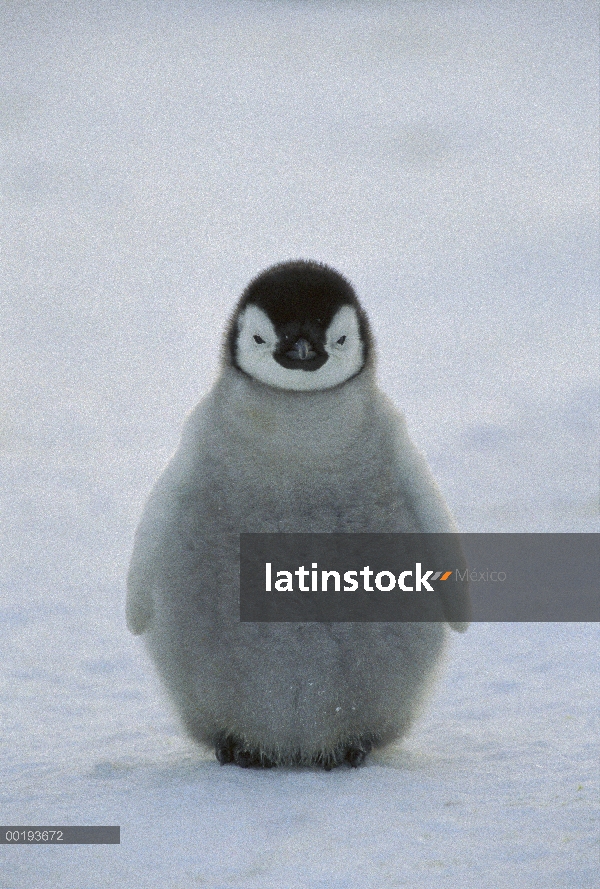 Polluelo de pingüino emperador (Aptenodytes forsteri), Antártida