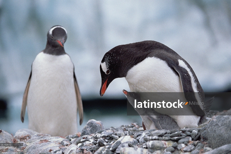 Padre del pingüino (Pygoscelis papua) con chick mendigando comida, Antártida