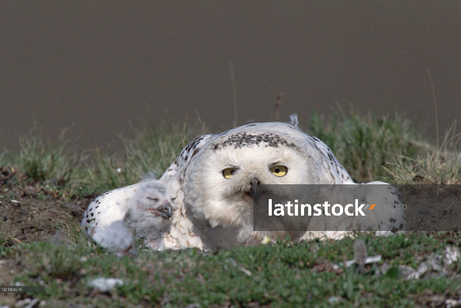 Búho nival (Nyctea scandiaca) madre en el nido con pollos, Península de Taymyr, Rusia