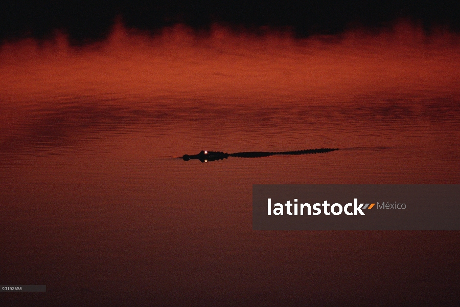 Aligátor Americano (Alligator mississippiensis) flotando en la superficie del agua al atardecer, la 