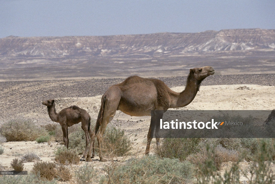 Dromedario (Camelus dromedarius) camello con jóvenes, Egipto