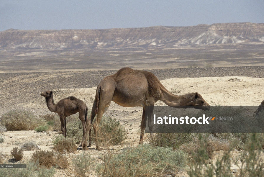 Madre de dromedario (Camelus dromedarius) camello con jóvenes de pastoreo en las plantas del desiert