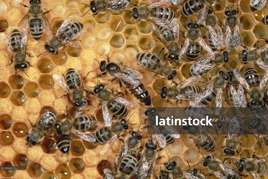 Miel de la colonia de la abeja (Apis mellifera) en nido de abeja reina, Alemania