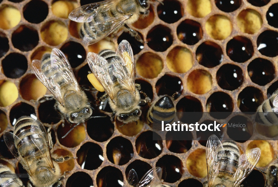 Colonia de la abeja (Apis mellifera) en Alemania en forma de panal, la miel