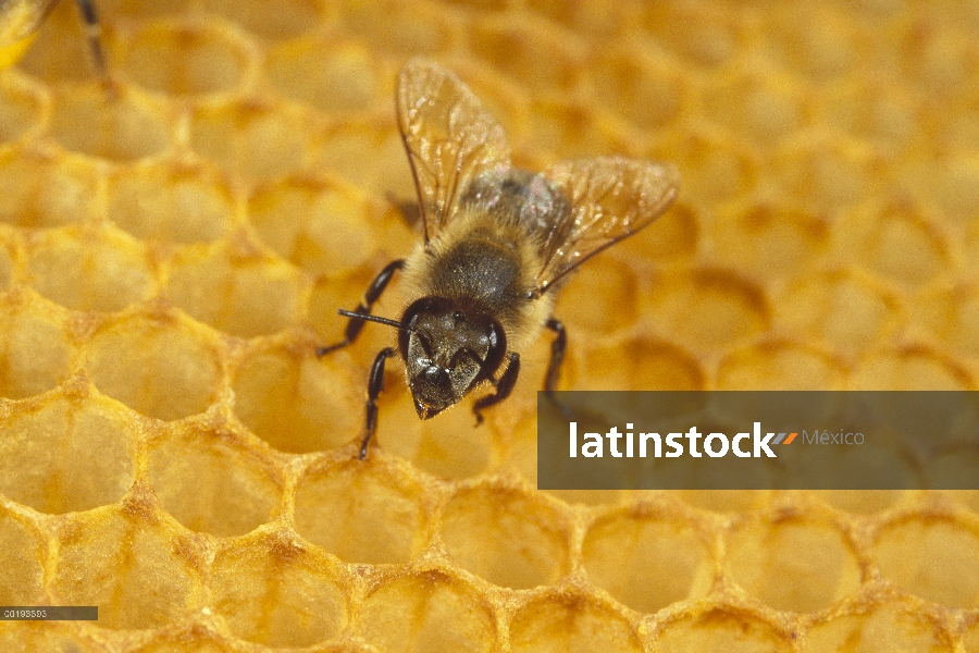 Miel de abeja (Apis mellifera) en forma de panal, Alemania