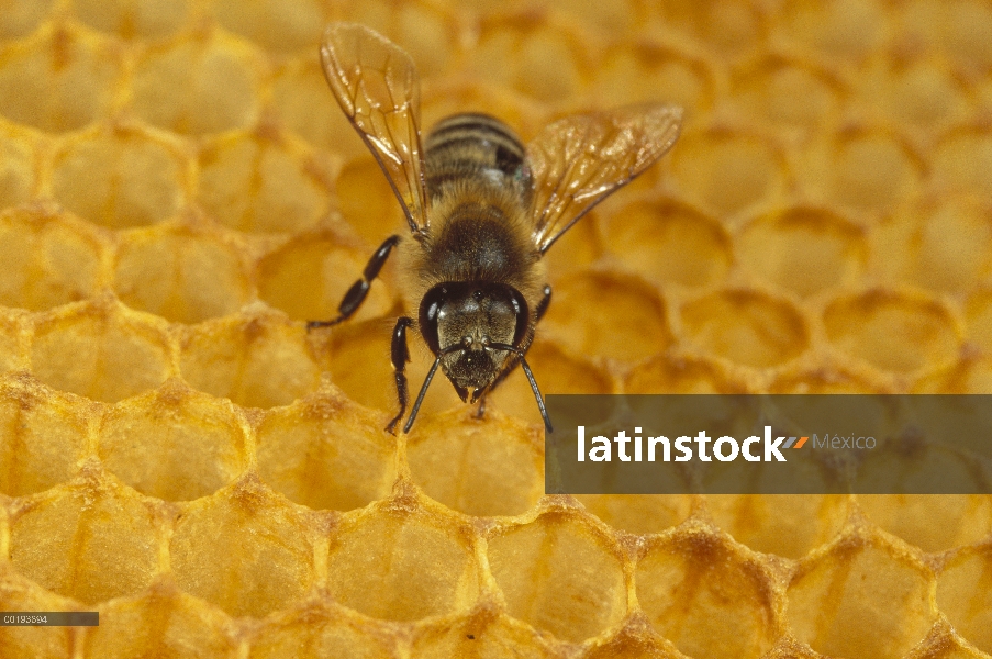 Miel de abeja (Apis mellifera) en forma de panal, Alemania