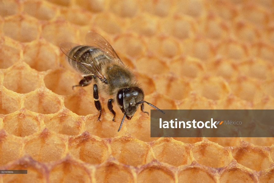 Miel de abeja (Apis mellifera) en forma de panal, Alemania