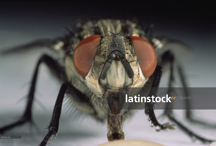 Cerca de casa la mosca (Musca domestica), América del norte