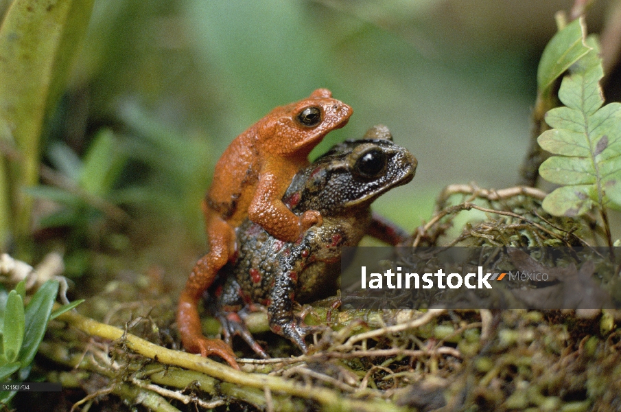 Oro par de sapo (Bufo periglenes) de apareamiento, Costa Rica