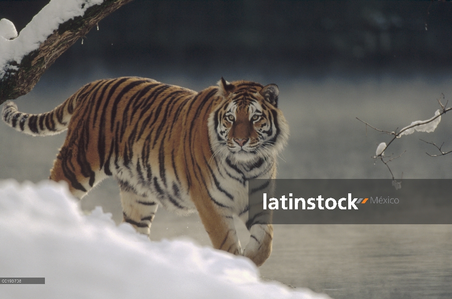 Tigre siberiano (Panthera tigris altaica) caminando por la orilla del río en la nieve, Rusia