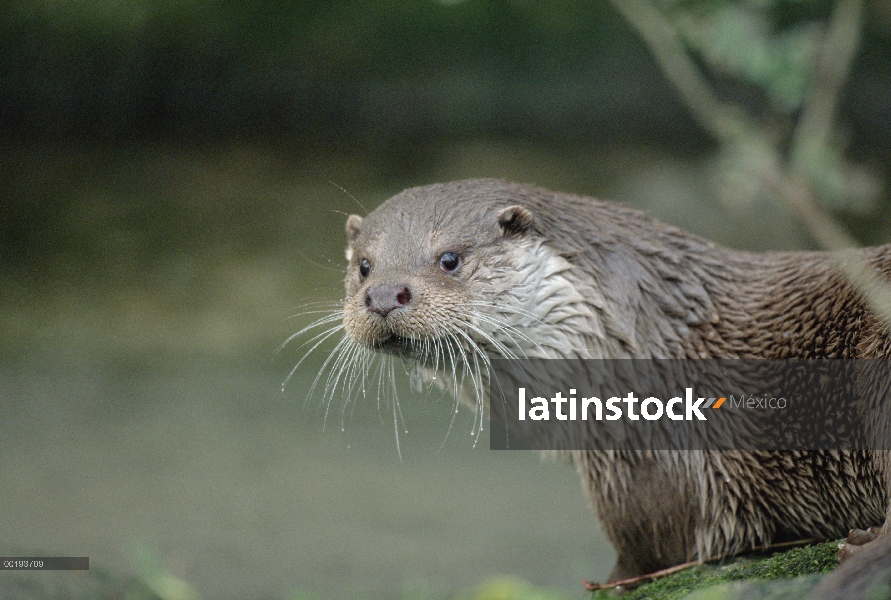 Retrato de nutria Europea (Lutra lutra), Europa