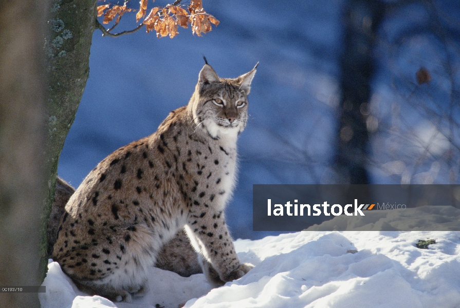 Retrato de adultos lince eurasiático (lince del lince), Europa