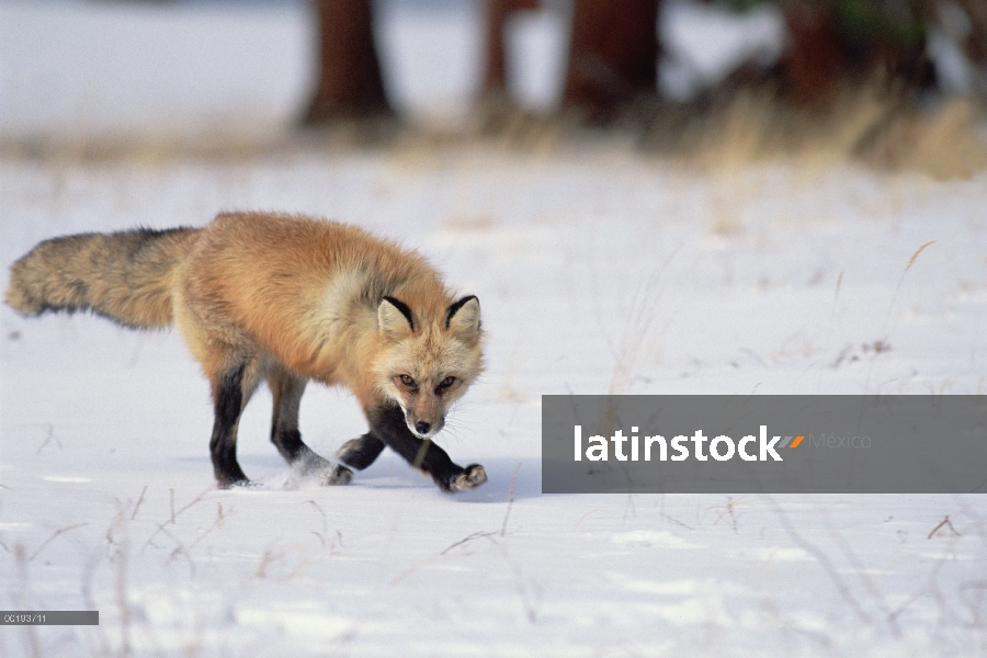 Zorro rojo (Vulpes vulpes) corriendo por la nieve, América del norte