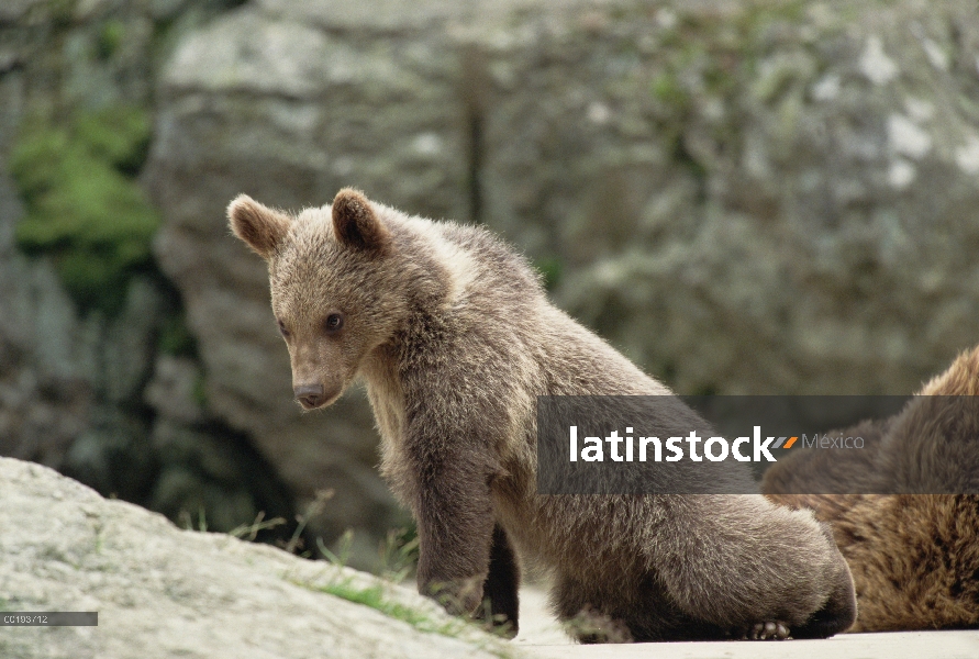 Retrato del cub de oso pardo (Ursus arctos), Europa