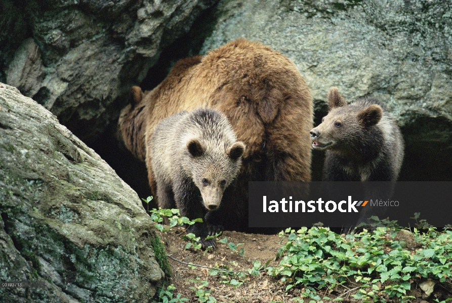 Madre oso pardo (Ursus arctos) con dos cachorros, Europa