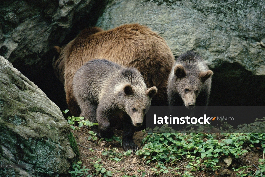 Madre oso pardo (Ursus arctos) con dos cachorros, Europa