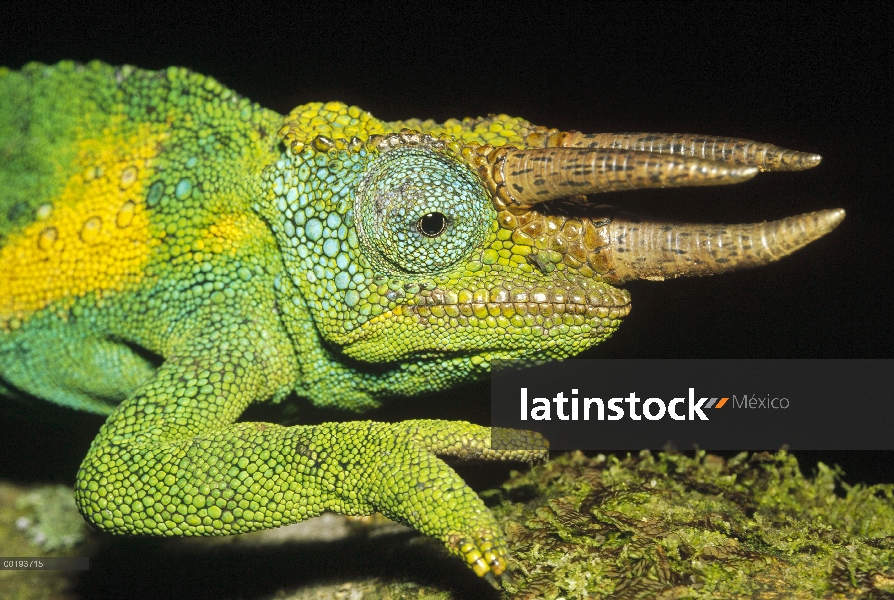 Retrato de hombre de Jackson camaleón (Chamaeleo jacksonii), África del este