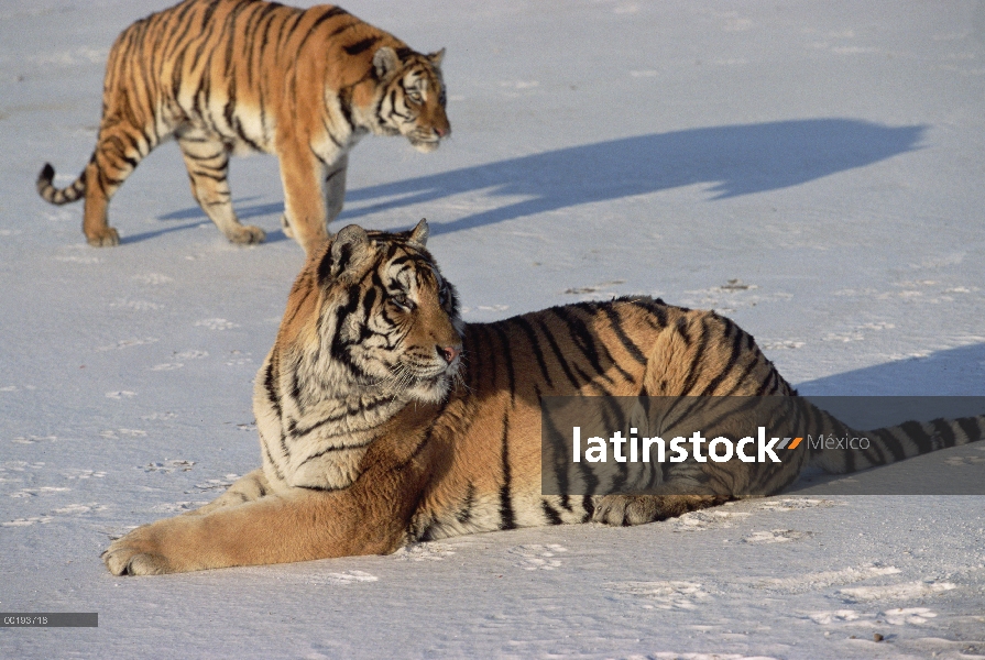 Tigre siberiano (Panthera tigris altaica) par descansando sobre la nieve, Rusia