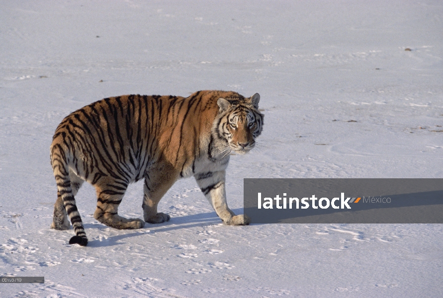 Tigre siberiano (Panthera tigris altaica) de pie sobre la nieve, Rusia