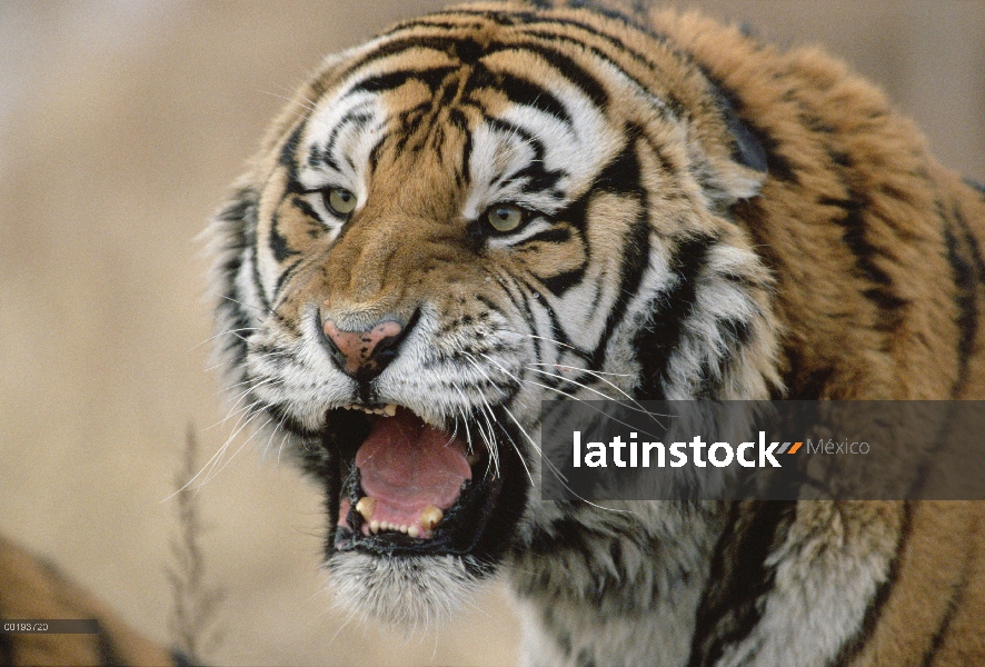 Tigre siberiano (Panthera tigris altaica), gruñendo, Rusia