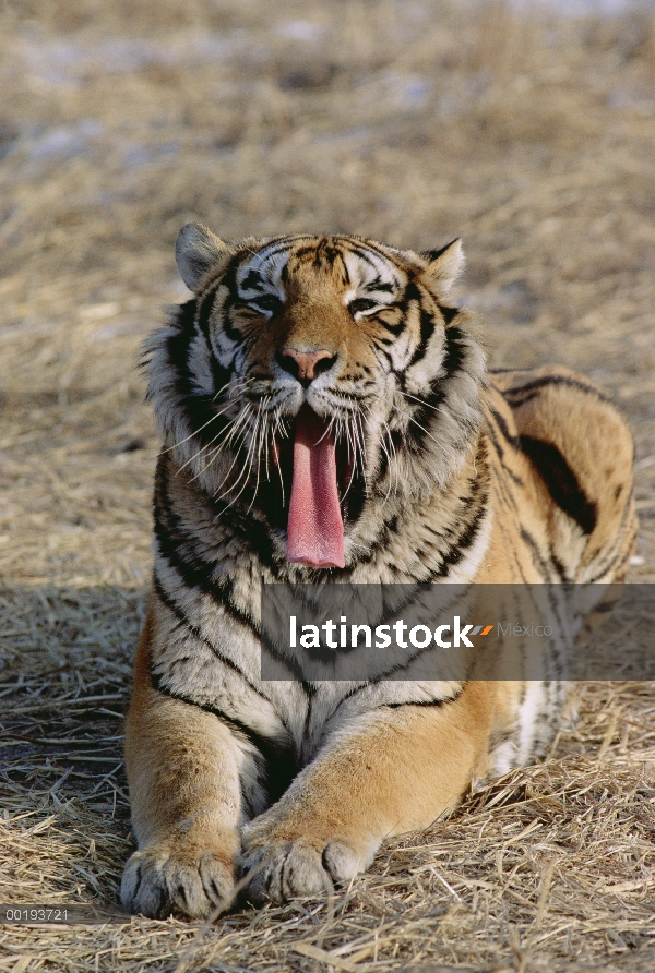 Tigre siberiano (Panthera tigris altaica), el bostezo, Rusia