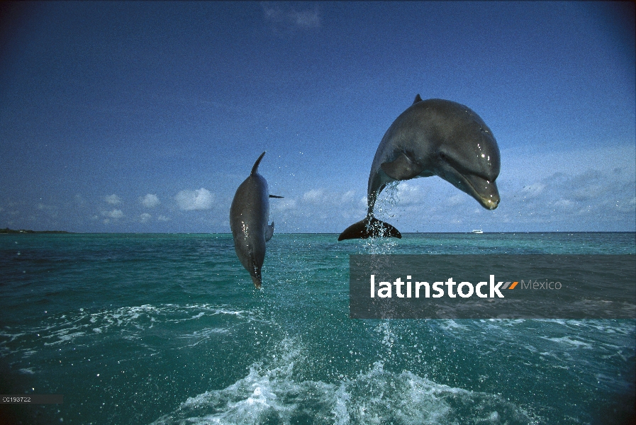 Par de delfines (Tursiops truncatus) de mulares saltando, Honduras