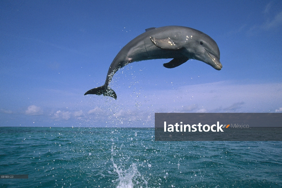 Delfín mular (Tursiops truncatus) saltando fuera del agua, Caribe