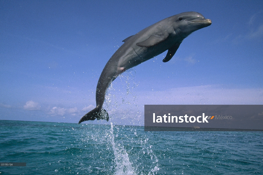 Delfín mular (Tursiops truncatus) saltando, Honduras