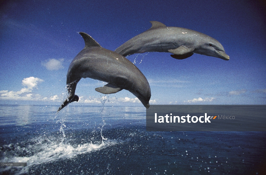 Par de delfines (Tursiops truncatus) de mulares saltando, Caribe