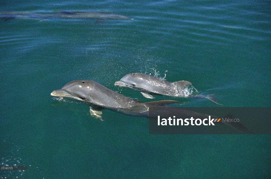 Madre de delfín (Tursiops truncatus) mular con bebé surfacing, Caribe