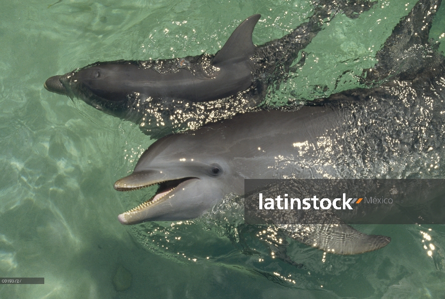 Par de delfines (Tursiops truncatus) de mulares, Caribe