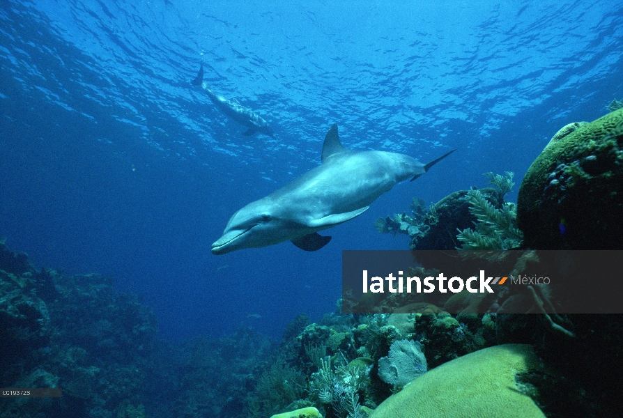 Delfín mular (Tursiops truncatus) nadando sobre arrecifes de coral, Honduras