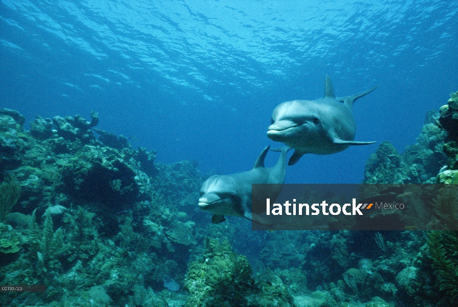 Par de delfines (Tursiops truncatus) de mulares nadando, sobre arrecifes de coral, Honduras