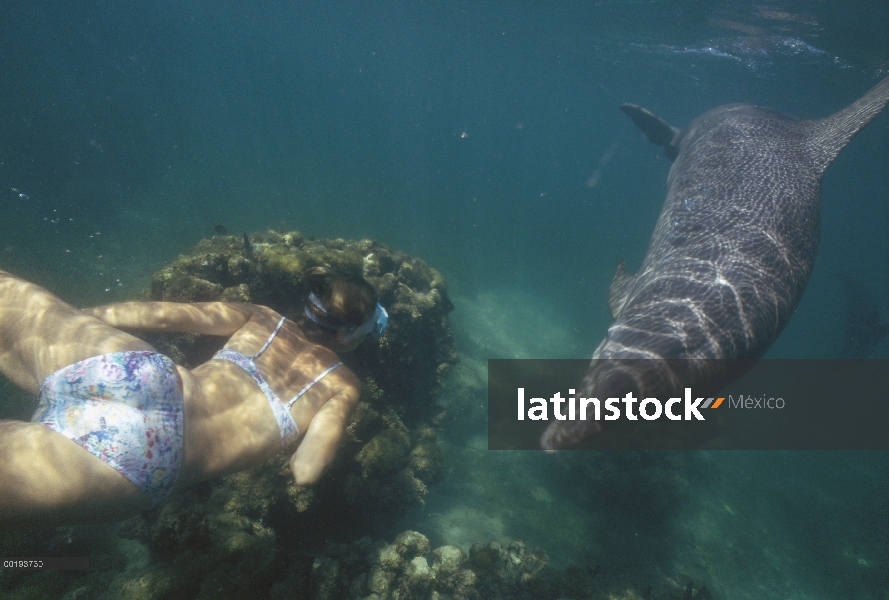 Delfín mular (Tursiops truncatus) y buceador sobre arrecifes de coral, Honduras