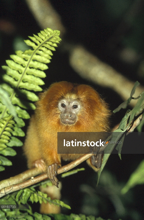 Retrato Golden Lion Tamarin (rosalia de Leontopithecus), América del sur