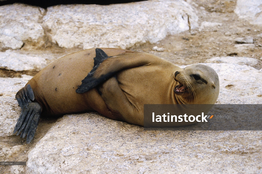 León marino de Galápagos (Zalophus wollebaeki) llamar a las Islas Galápagos, Ecuador