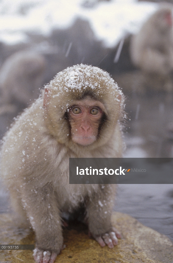 Macaco japonés (Macaca fuscata) en aguas termales, montan@as japonesas, Nagano, Japón