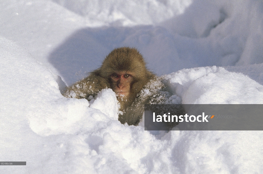 Bebé de macaco japonés (Macaca fuscata) jugando en la nieve, montan@as japonesas, Nagano, Japón