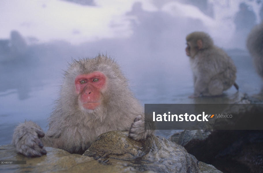 Grupo macaco japonés (Macaca fuscata) sumergirse en aguas termales, montan@as japonesas, Nagano, Jap