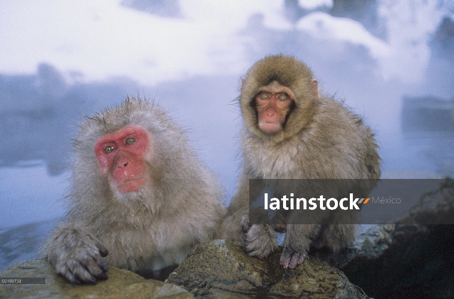 Grupo macaco japonés (Macaca fuscata) sumergirse en aguas termales, montan@as japonesas, Nagano, Jap