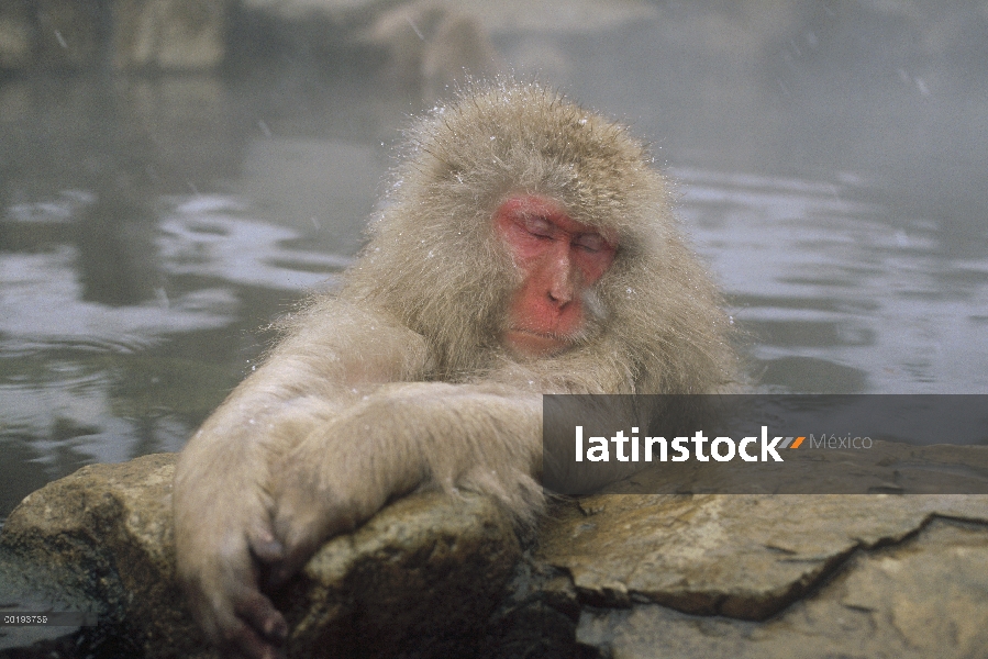 Macaco japonés (Macaca fuscata) sumergirse en aguas termales, montan@as japonesas, Nagano, Japón