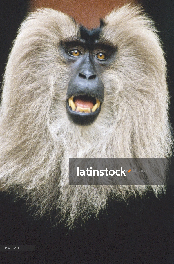 Macaco cola de León (Macaca silenus) llamar, India