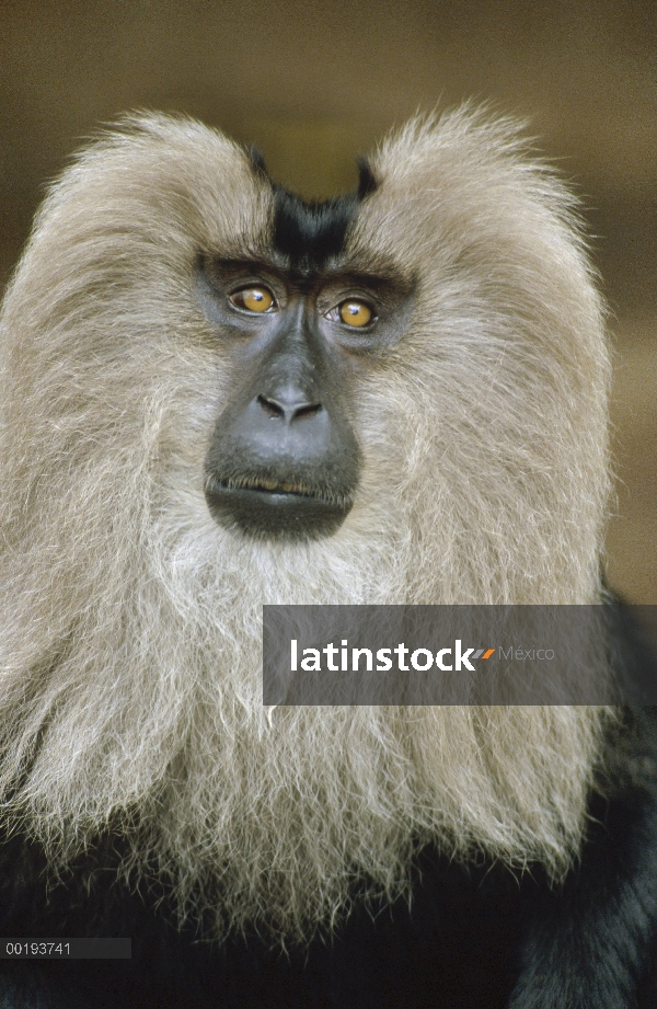 Retrato de macaco (Macaca silenus) cola de León, India