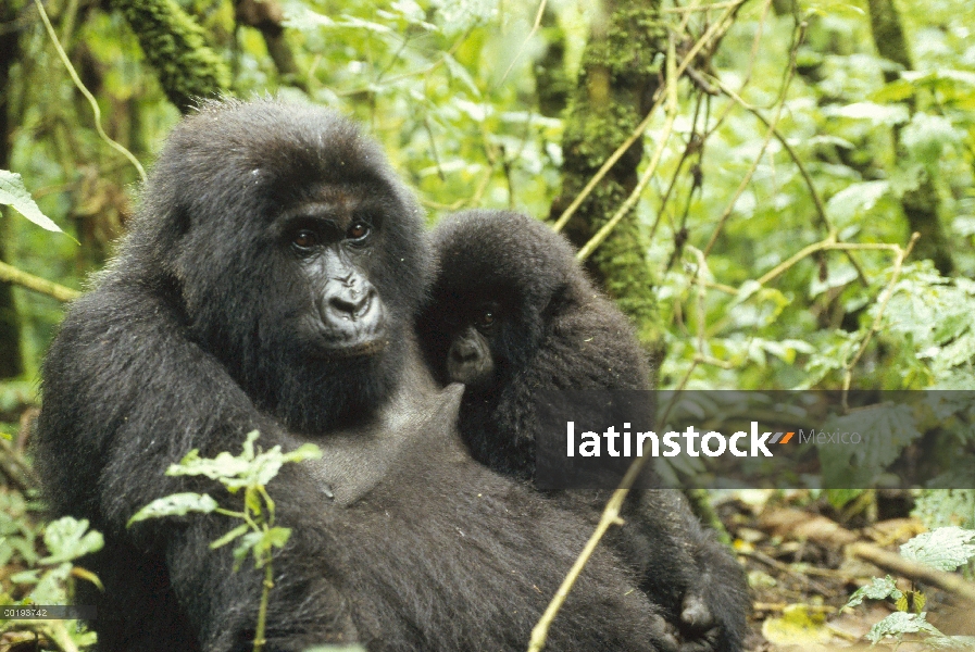 Bebé que está mamando la madre montaña gorila (Gorilla gorilla beringei), África central