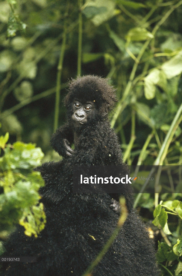 La montaña bebé de gorila (Gorilla gorilla beringei), África central