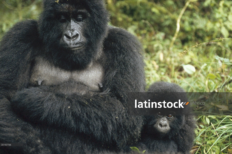 La montaña gorila (Gorilla gorilla beringei) madre y el bebé, África central