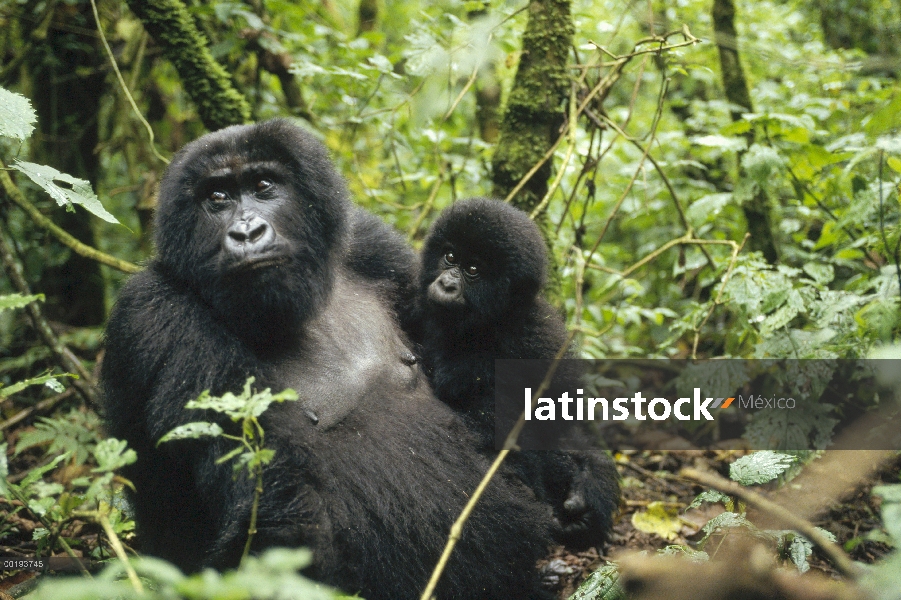 La montaña gorila (Gorilla gorilla beringei) madre y el bebé, África central