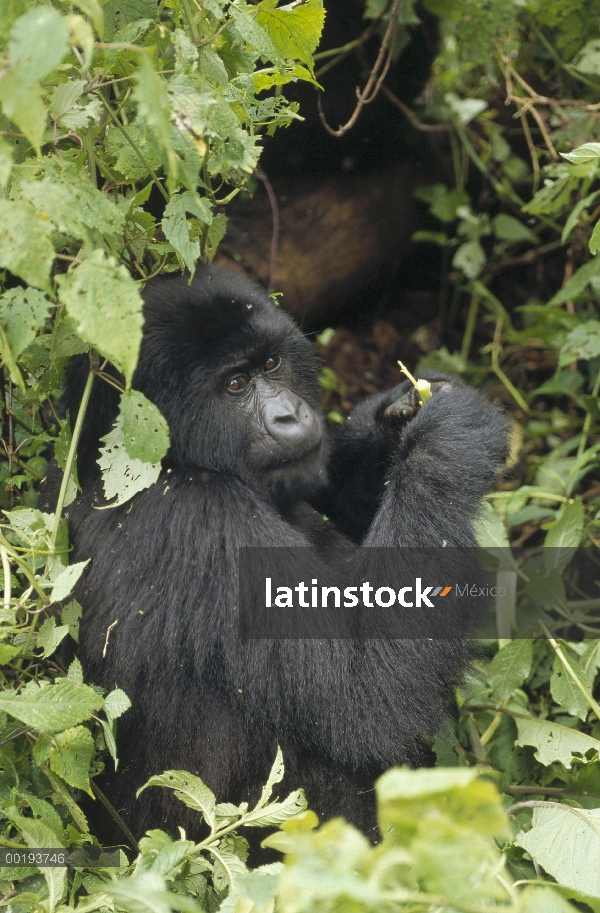 Gorila de montaña (Gorilla gorilla beringei) alimentación, África central