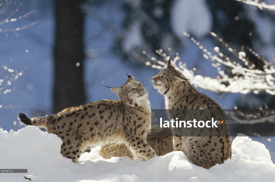 Par de lince eurasiático (lince del lince) descansando en la nieve, el Parque Nacional Bayerischer W