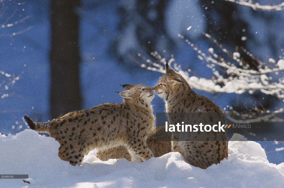 Par de lince eurasiático (lince del lince) tocando las narices en la nieve, el Parque Nacional Bayer